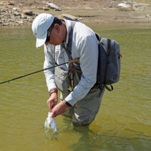 Customer with Sand (White) Bass caught while Fly Fishing in North Texas on a Wade Trip